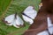 Two great southern white butterfly in different steps of the courtship VIII