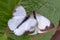 Two great southern white butterfly in different steps of the courtship XI