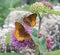 Two Great Spangled Fritillary Butterflies