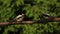 Two great spotted woodpeckers Dendrocopos majoris feeding on the old branch.