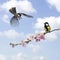 Two Great tits, clouded sky, flowering branch