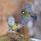 Two Great tits conflict display with all anger and bright plumage