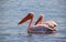 Two Great White African Pelicans  the are birds in the pelican family.