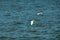 Two Great White Egrets flying over water