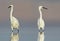 Two Great White Heron hunts in calm water in the soft morning light.