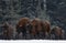 Two Great Wild Brown Bison Wisent Go Along At Winter Forest. Couple European Aurochs Bison, Bison Bonasus Walk Among The Tre