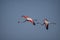 Two greater flamingos flying high in the sky
