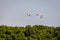 Two greater Flamingos flying over Ras Al Khor Wildlife Sanctuary in Dubai