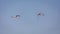 Two Greater Flamingos flying in a row over Ras Al Khor Wildlife Sanctuary in Dubai, UAE