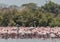 Two greater flamingos in group lesser flamingos