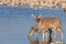 Two greater kudu Tragelaphus strepsiceros, female, looking alert and drinking at the Okaukuejo waterhole, Etosha National Park,