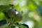 Two green apples growing on the tree