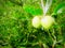 Two green apples on the same branch of an apple tree.