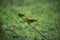 Two green bee eater birds in conversation