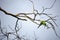 Two green birds cuddling on a tree branch.