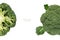 Two green broccoli trees with white copy space