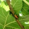 Two green bronze beetle Cetonia aurata on the fig branch