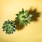 Two green cactus succulent plants with shadows laid out on diagonal on pastel yellow background. Top view