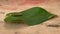 Two green caterpillars crawl on a green leaf on a wooden table. Garden pests, cotton bollworms, helicoverpa armigera Lepidoptera: