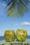 Two Green Coconuts Palm Tree Tropical Sea