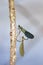 Two green dragonfly sitting on a branch over a pond in the shape of a heart