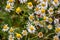 Two green emerald bugs on white flowers