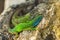 Two green emerald glossy geckos lizards on a rock