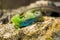 Two green emerald glossy geckos lizards on a rock