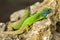 Two green emerald glossy geckos lizards on a rock