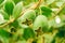 Two green feijoa hanging on the feijoa tree branch