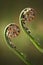 Two Green Fiddleheads On Woodland Fern in Spring