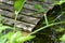 Two green frog s  sits on a wooden plank in the pond