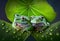 Two green frogs on laves of plant during rainy seas.illustration. Ai generative