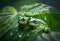 Two green frogs on laves of plant during rainy seas.illustration. Ai generative