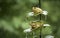 Two green frogs on leaves of plant during rainy season