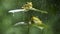 Two green frogs on leaves of plant during rainy season