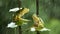 Two green frogs on leaves of plant during rainy season