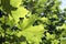 Two green growing maple leaves closeup