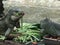 Two green iguanas perched on a tree trunk enjoying a nutritious salad in a zoo environment