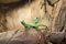 Two green iguanas sit on rock under the warm light of a lamp and bask