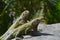 Two Green Iguanas Sitting on a Rock Together