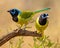 Two Green Jays pose together on tree limb in South Texas