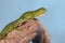 Two green lizards crawling on a branch