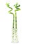 Two Green Lucky bamboo stems in glass vase on white background.