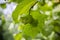 Two green nuts ripening on a tree branch, unripe hazel, Corylus avellana, blurred bokeh background.