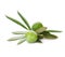 Two Green olives fruit on white background