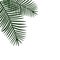 Two green palm leaves on the side background vector