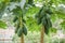 Two Green Papaya Trees