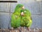 Two green parakeets caressing each other