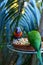 Two green parrots eating from a feeder